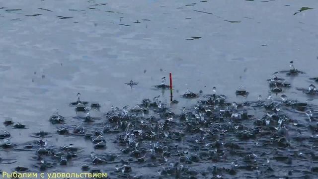 Ловля карасика на консервированную кукурузу. Catching carp on canned corn. смотреть онлайн