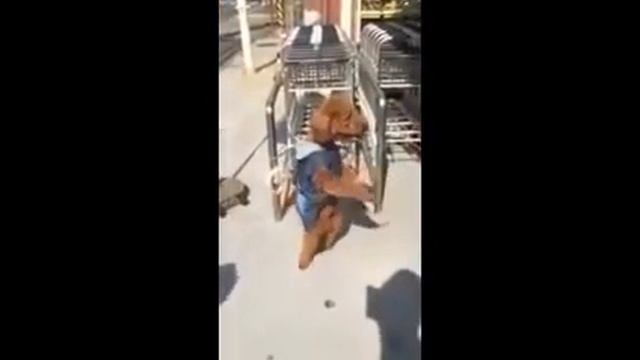 Танцующая собака смотреть онлайн