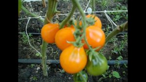 Томат Груша оранжевая