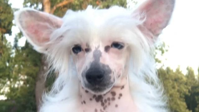 Голубоглазая китайская хохлатая собака. Собака с синими глазами - эксклюзив смотреть онлайн