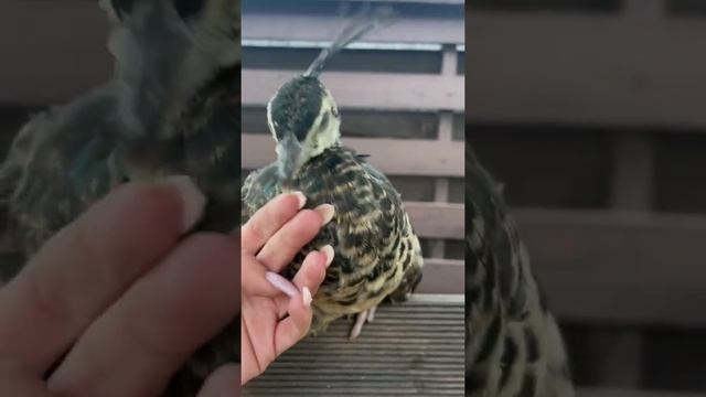 Самый любимый ручной Павлин в Мире. Павлуша любит ласку и обниматься