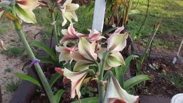 Exotic Star and Magic Green Amaryllis Hippeastrum смотреть онлайн