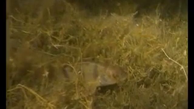 Первая система хука Таймень (Hookah Dive System) смотреть онлайн