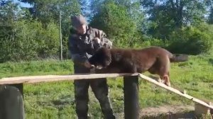 Дрессировка щенка Банхара!