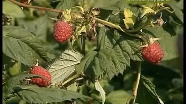 Сапропель. Что это такое и как использовать?