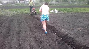 Лучший способ посадки картофеля мотоблоком