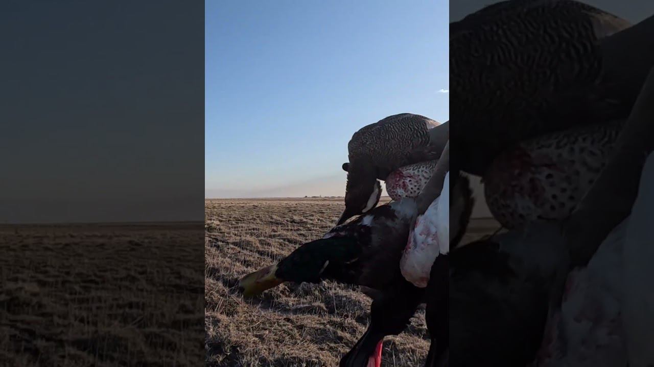 Утренняя зорька прошла успешна.набили селезней с полем... #hunting смотреть онлайн