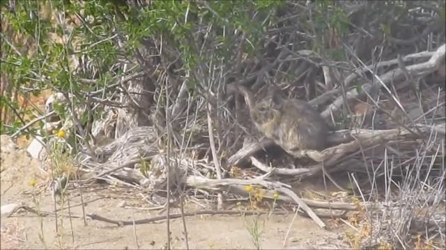 Octodon degus just living смотреть онлайн