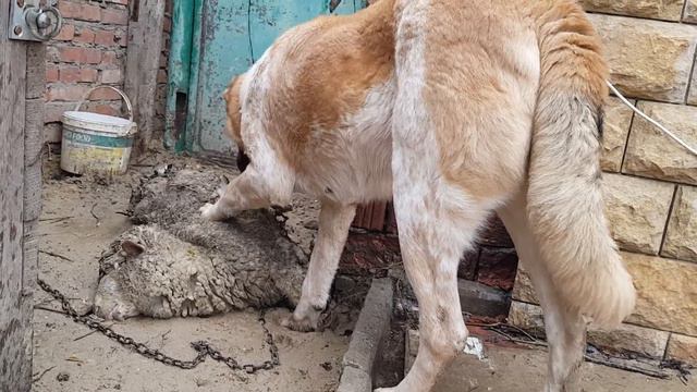 Кавказский Волкодав Ника, обедает Овцой. Питомник - Альфа-Дог... смотреть онлайн