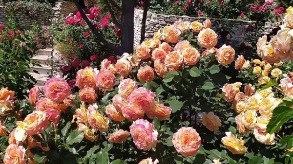 РОЗА ЛА ВИЛЛА КОТТА//Rosa La Villa Cotta