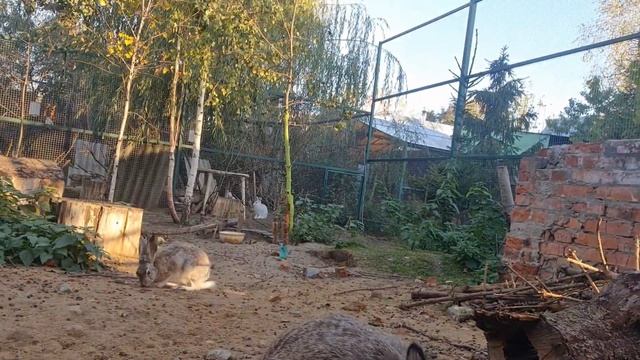 Джасти! Зайцы требуют общения, лакомств и катания на спине