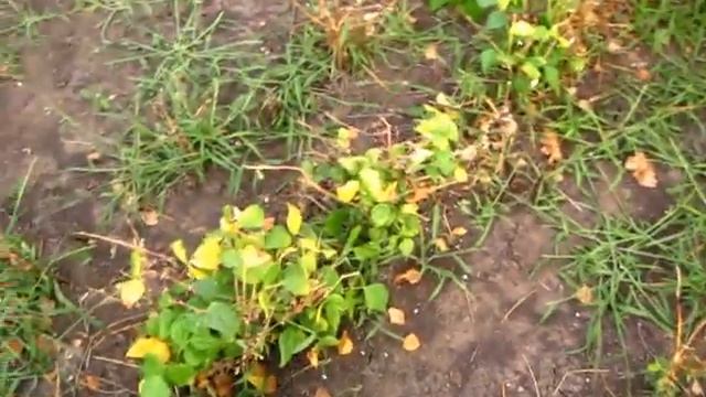 Убрали КУСТОВУЮ ФАСОЛь красную и черную смотреть онлайн