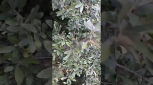 Шефердия серебристая