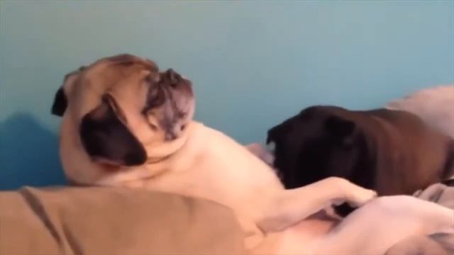 +100500 Фирамир на Бое с Азлагором ВИДФЕСТ смотреть онлайн