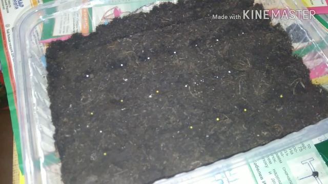 Сею семена петунии махровой . что же выросло через 5 дней? смотреть онлайн