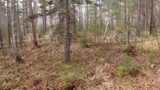 СОЛОНЦЫ- 2022-НЕСУ СОЛЬ 20КГ-СТАВИМ ФОТОЛОВУШКУ НА СОЛОНЕЦ-ПРОГУЛКА СОБАК смотреть онлайн