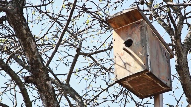 Весенние скворцы, один день из жизни