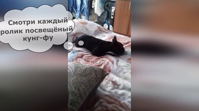 как научиться кунг-фу смотреть онлайн