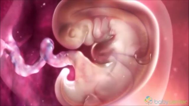 Shtatëzania - Pregnancy ( Java - Week 0 - 9 ) Part 1 смотреть онлайн