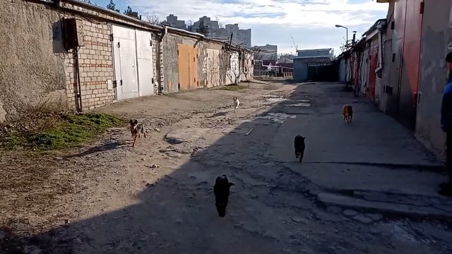 Кормление бездомных животных (Ролик # 108) (Часть # 2) смотреть онлайн