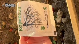 Посадка роз из контейнера в открытый грунт🥀