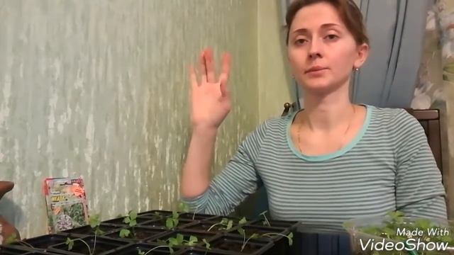 Перевалка сельдерея корневого, клубники— в отдельные ёмкости ( 16.03.17 год) смотреть онлайн