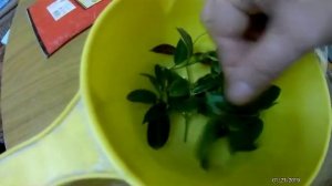 Дипладения, мандевилла, размножение, укоренение.