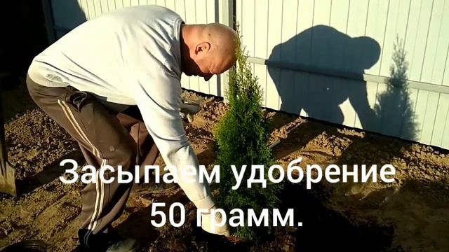 Посадка туи и можжевельника. смотреть онлайн