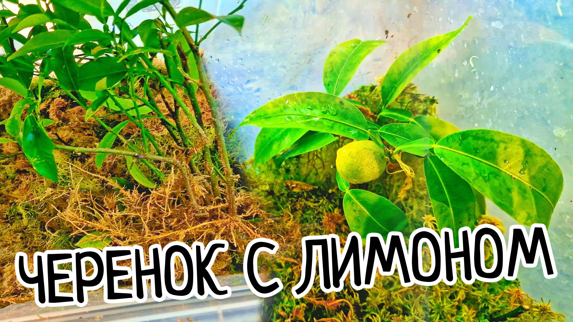 СУПЕР лимон Юза! Как ПРАВИЛЬНО делать пересадку черенков после укоренения во МХУ! Где корневая шейка смотреть онлайн