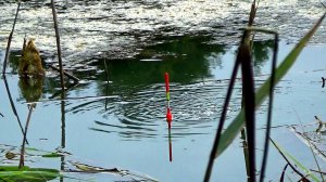 Рыбалка 24 августа, как она есть на крупного линя или карася на особую снасть!