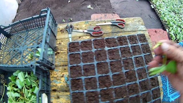 Кассетная рассада клубники смотреть онлайн