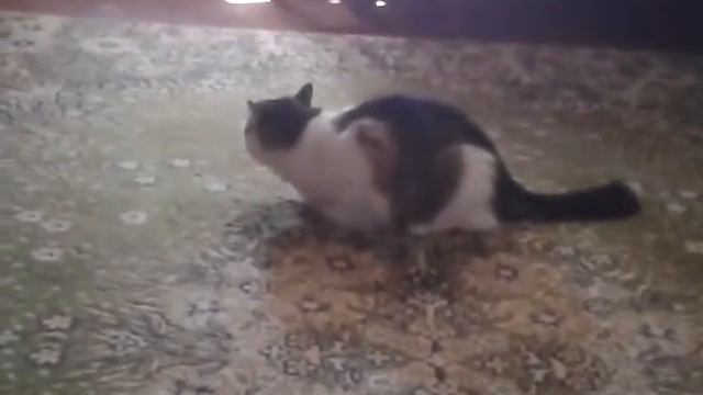 кошка агрессор смотреть онлайн