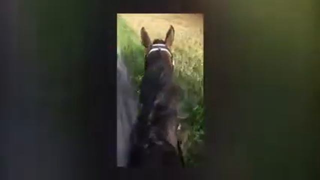 Stall Larsen смотреть онлайн