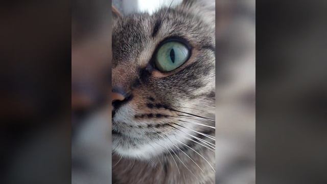 Кошачье зрение.#котики #наука #рекомендации #интересно смотреть онлайн