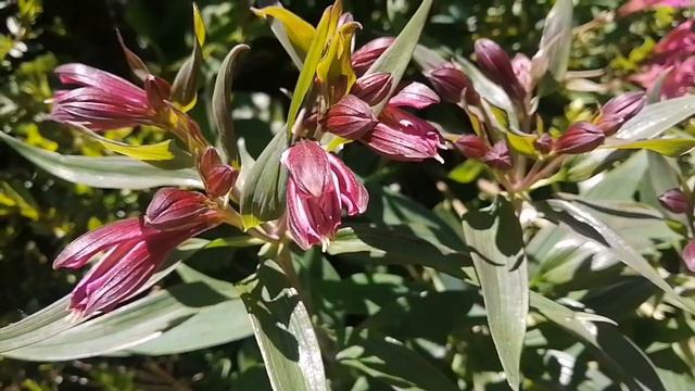 ALSTROEMERIA FLOWER (PERUVIAN LILY) | Meaning and Color Symbolism | Growing fast in Atok смотреть онлайн