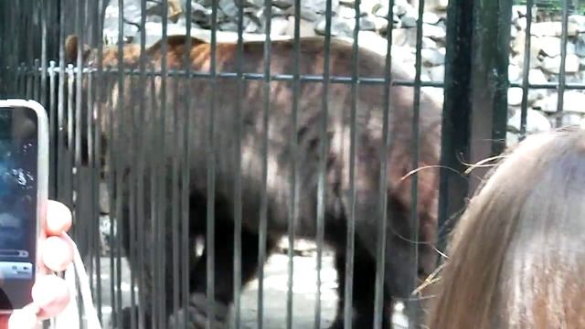 Самый большой медведь Новосибирского зоопарка. смотреть онлайн