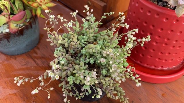 Crassula Marnieriana And Sedum Dasyphyllum