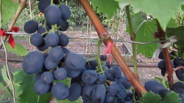 8 сентября 2018 года. Виноград сорта Фуршетный... смотреть онлайн