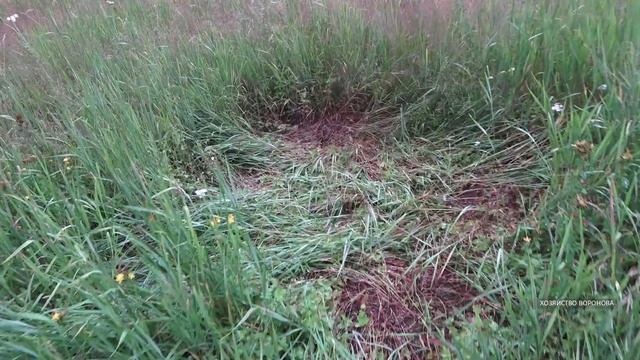 О лосях и солонцах. Старый охотник делится опытом смотреть онлайн