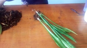 Сансевиерия.Щучий хвост.  Деление. Размножение черенками,листовыми пластинами.