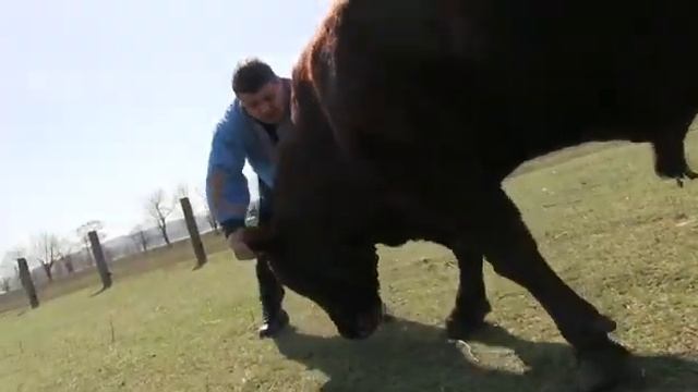 Борьба с быком. Халаджи. Д смотреть онлайн