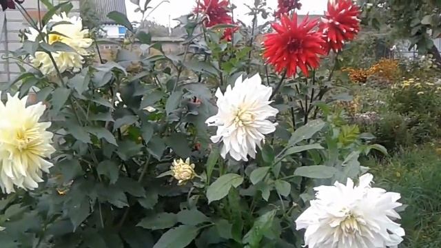 Георгины после дождя. Dahlias after the rain. смотреть онлайн