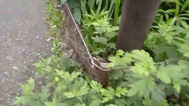 Цветение жëлтых Лилий! ? смотреть онлайн