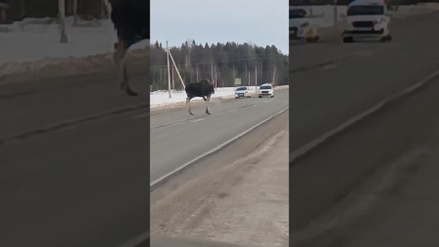 лось атакует! смотреть онлайн