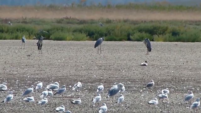 Чайки, крачки, цапли и утки на Тилигульском лимане смотреть онлайн