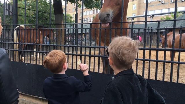 Лошадка кусается. Прогулка по зоопарку смотреть онлайн