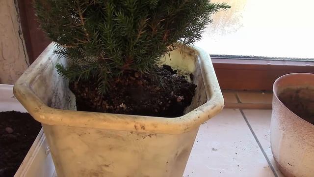 Можжевельник и туя. Как пересадить купленные хвойные растения? смотреть онлайн