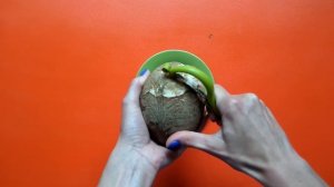 Как сделать кокосовую пасту из свежего кокоса. Как открыть кокос