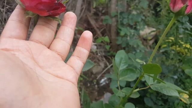 Gospel / Tantau - rosier - rose - rosa - rozier смотреть онлайн