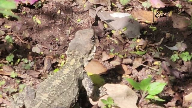 Orchid Park Utopia. Israel.Парк орхидей Утопия. Израиль 2023